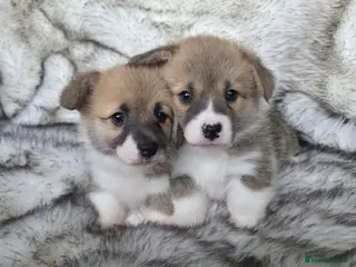 Welsh Corgi Pembroke dogs 2 Pembroke Corgi girls available - Advert 2