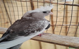 Cockatiels birds for sale: Young aviary bred Cockatiels  - Image 8