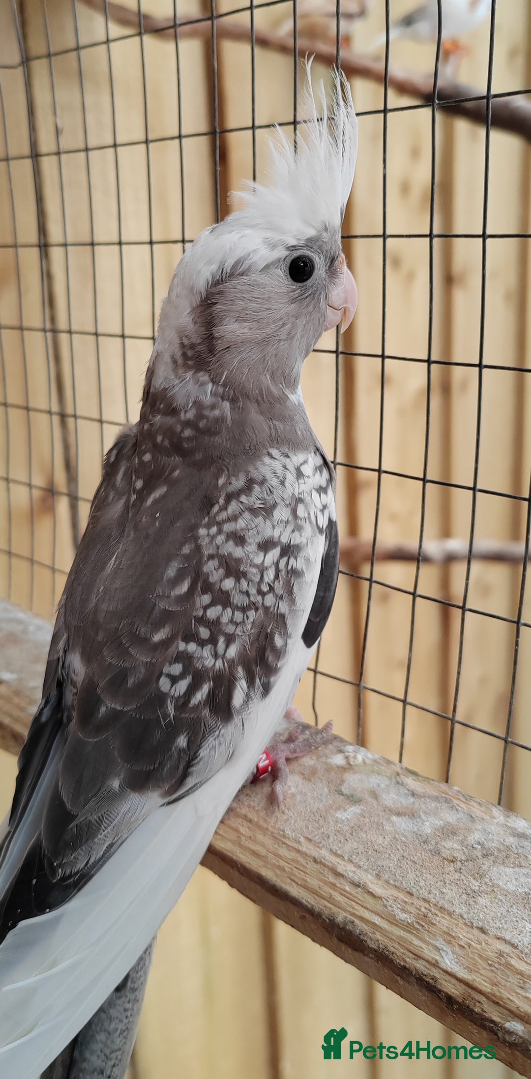 Cockatiels birds for sale: Young aviary bred Cockatiels  - Image 8