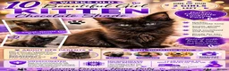 Maine Coon cats for sale: 2 BEAUTIFUL KITTENS LEFT READY FOR THEIR HOME in Harlow - Advert 2