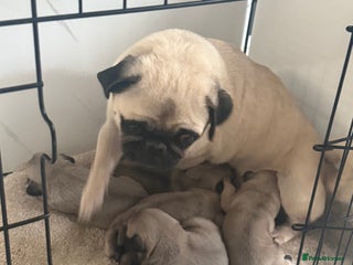 Pug dogs - Advert 29