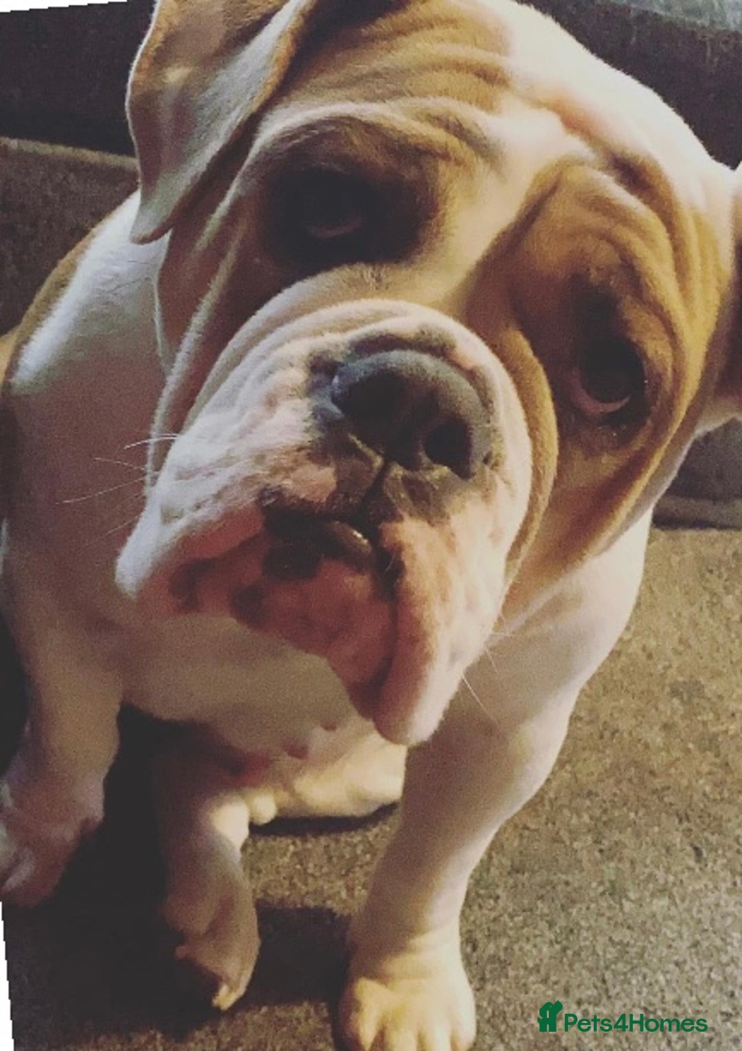 Mixed Breed dogs for sale:  / British bulldogs puppy’s 1 GIRL LEFT 💖  - Image 9