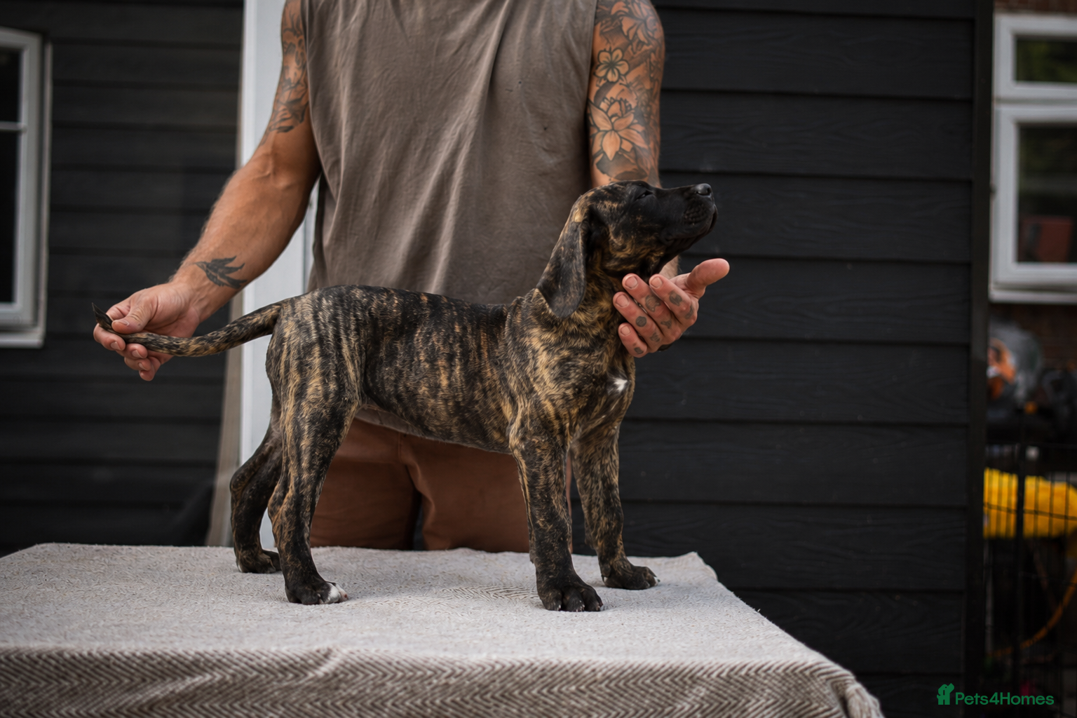 Presa Canario dogs for sale: Presa Canario puppies champion bloodlines - Advert 3