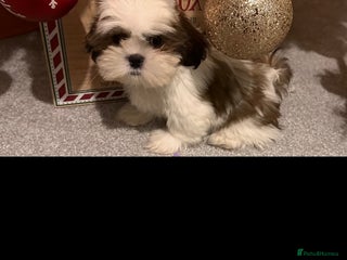 Shih Tzu dogs 2 Shih Tzu puppies ready for their forever home - Advert 14