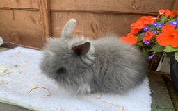 Lionhead rabbits for sale: Gorgeous Teddy widders - Image 4