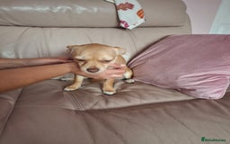 Chihuahua dogs for sale: Chihuahua 6 month old female - Image 7