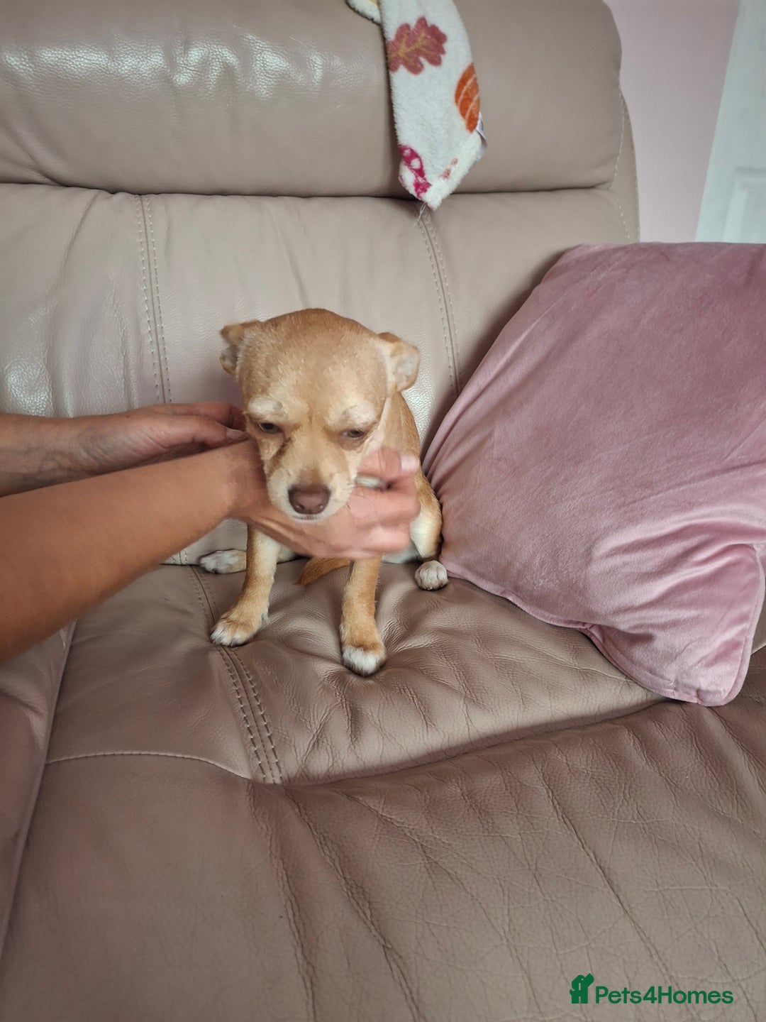 Chihuahua dogs for sale: Chihuahua 6 month old female - Image 7
