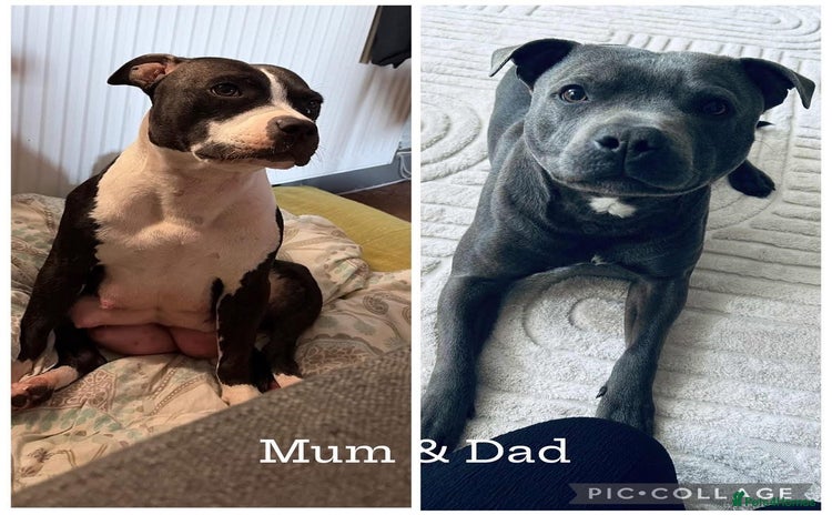 Staffordshire Bull Terrier dogs - Advert 4
