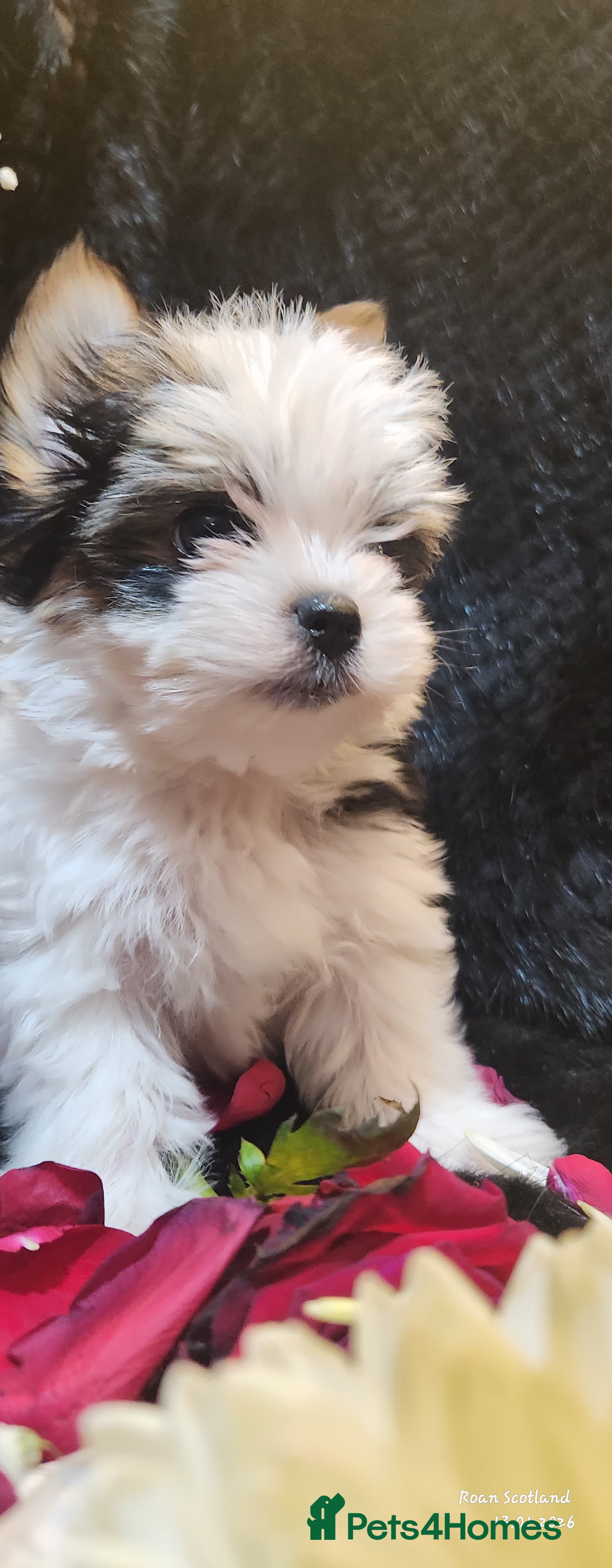 Yorkshire Terrier dogs Luxury Yorkshire Terrier Puppies/Home Raised/IHR   - Advert 2