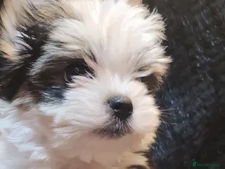 Yorkshire Terrier dogs Luxury Yorkshire Terrier Puppies/Home Raised/IHR - Advert 2