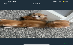 British Shorthair cats for sale: 2x ginger kittens for sale - Image 3
