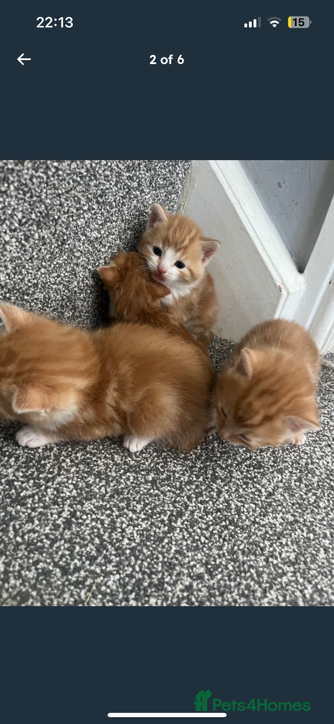British Shorthair cats for sale: 2x ginger kittens for sale - Image 3