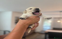 Golden Retriever dogs for sale: Outstanding, KC Champion Golden Retrievers 🐾🏆  in St. Neots - Image 33