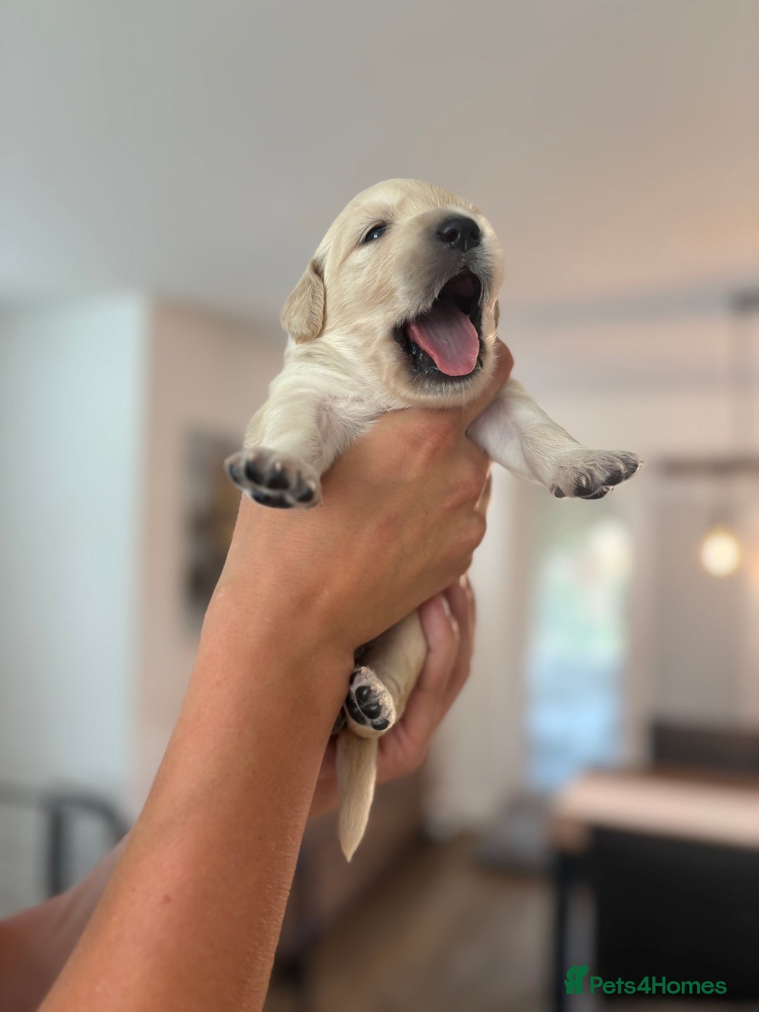 Golden Retriever dogs for sale: Outstanding, KC Champion Golden Retrievers 🐾🏆  in St. Neots - Image 33