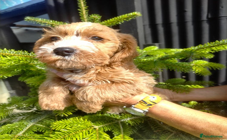 Cavapoo dogs - Advert 6