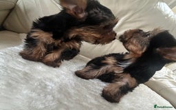 Yorkshire Terrier dogs for sale: Miniature full breed Yorkshire terriers  - Image 2