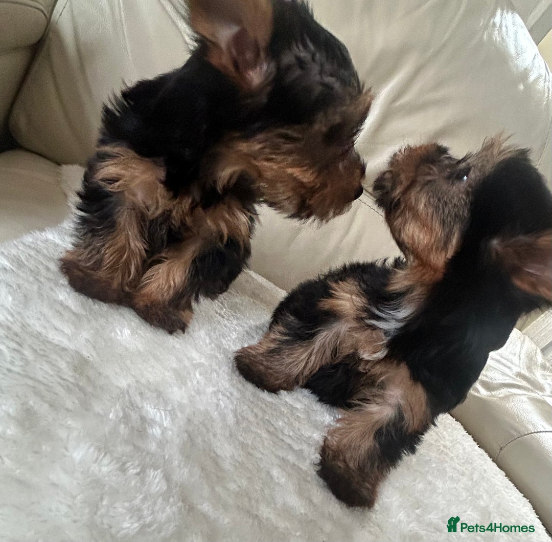 Yorkshire Terrier dogs for sale: Miniature full breed Yorkshire terriers  - Image 2