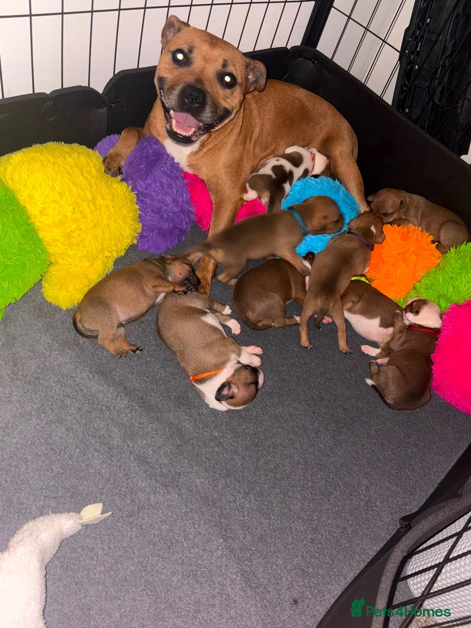 Staffordshire Bull Terrier dogs KC Red Staffordshire Bull Terriers ❤️🏆🩸 - Advert 1