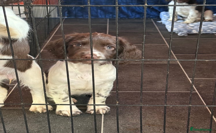 English Springer Spaniel dogs - Advert 15
