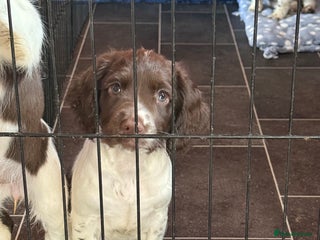 English Springer Spaniel dogs - Advert 16