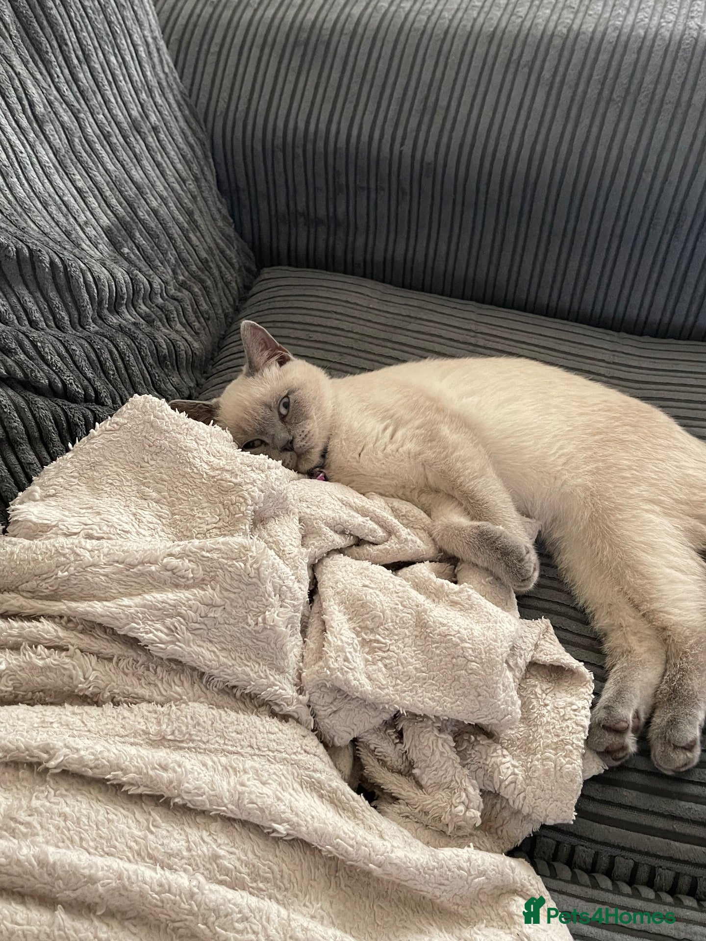 British Shorthair cats GCCF BluePoint BSH Kittens 💙 - Advert 2