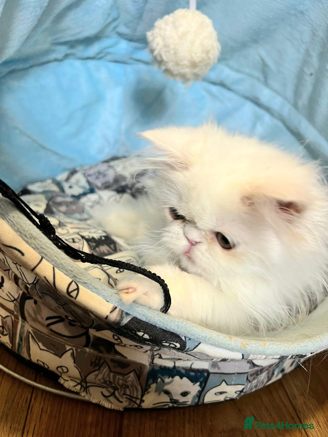 Persian cats for sale: Snow persian kitten  boy - Image 16