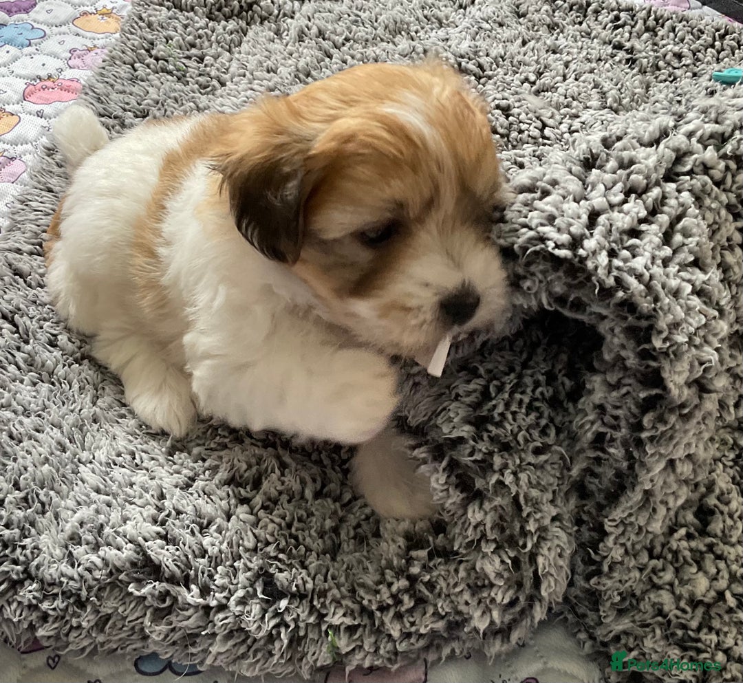 Coton De Tulear dogs for sale: Coton de Tulear Girls - Image 3