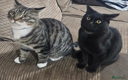 British Shorthair cats for sale: Beautiful 7 month Kitten Brother & Sister - Image 2