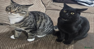 British Shorthair cats - Advert 10