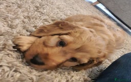 Cockapoo dogs for sale: Beautiful F1 red/golden cockapoo puppies - Image 7