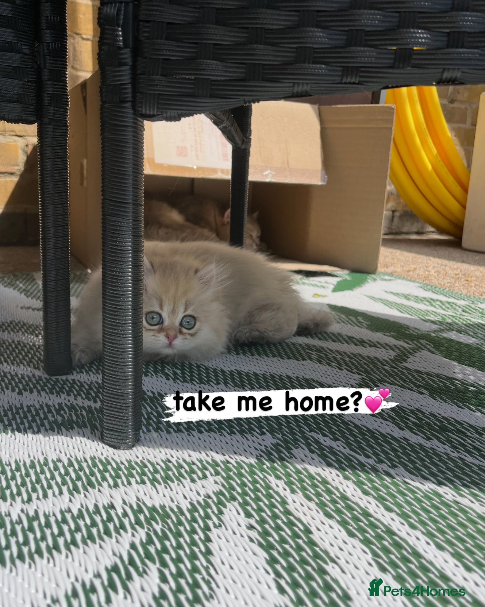 British Shorthair cats Purrista BSH Long/Shorthair kittens AVAILABLE - Advert 3