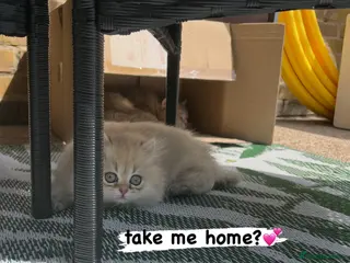 British Shorthair cats Purrista BSH Long/Shorthair kittens AVAILABLE - Advert 9