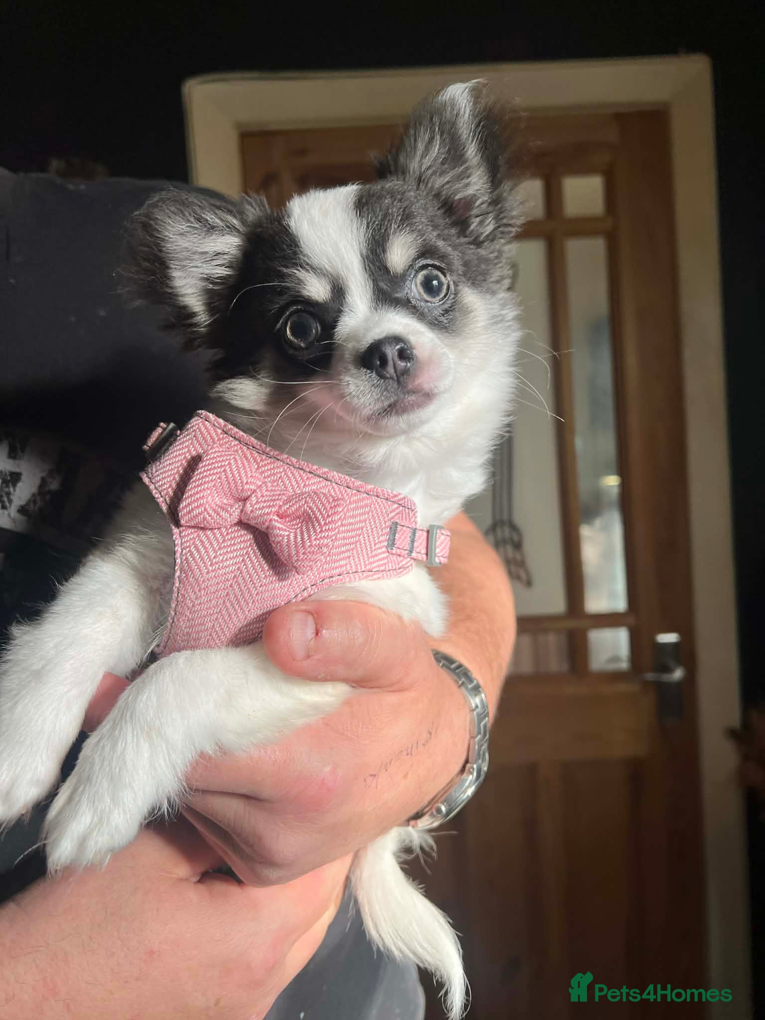 Chihuahua dogs 5 months old - Advert 3