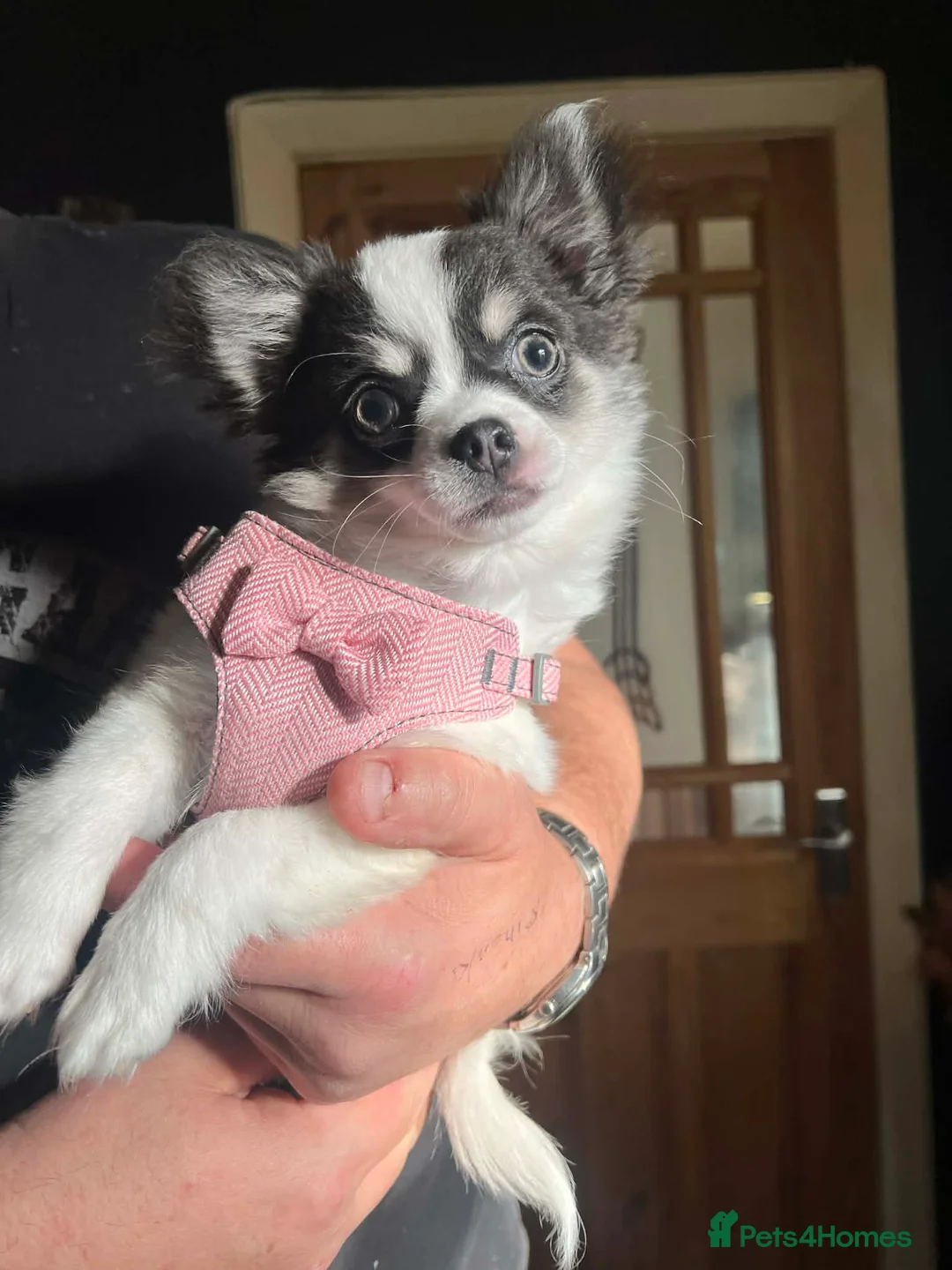 Chihuahua dogs for sale: 5 months old - Advert 1