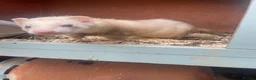 Ferret rodents for sale: Ferret kits for sale in Bristol - Advert 3