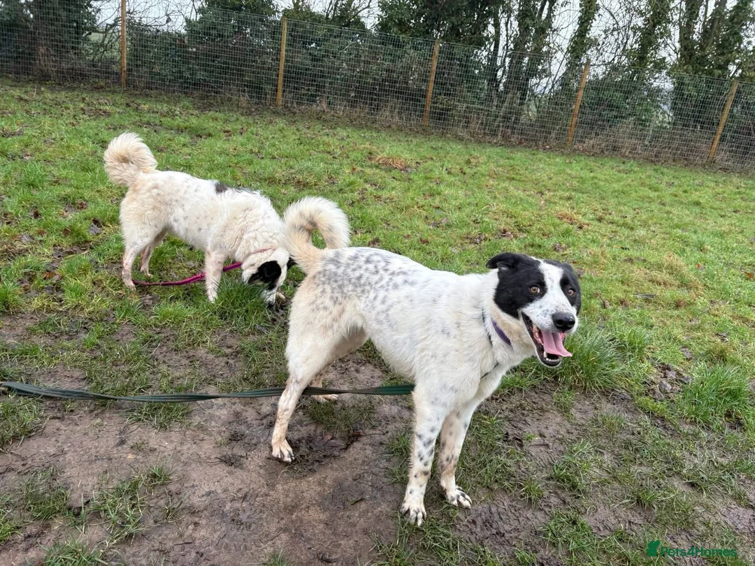 Mixed Breed dogs for adoption: Desmond - Norwich Norfolk  - Advert 8