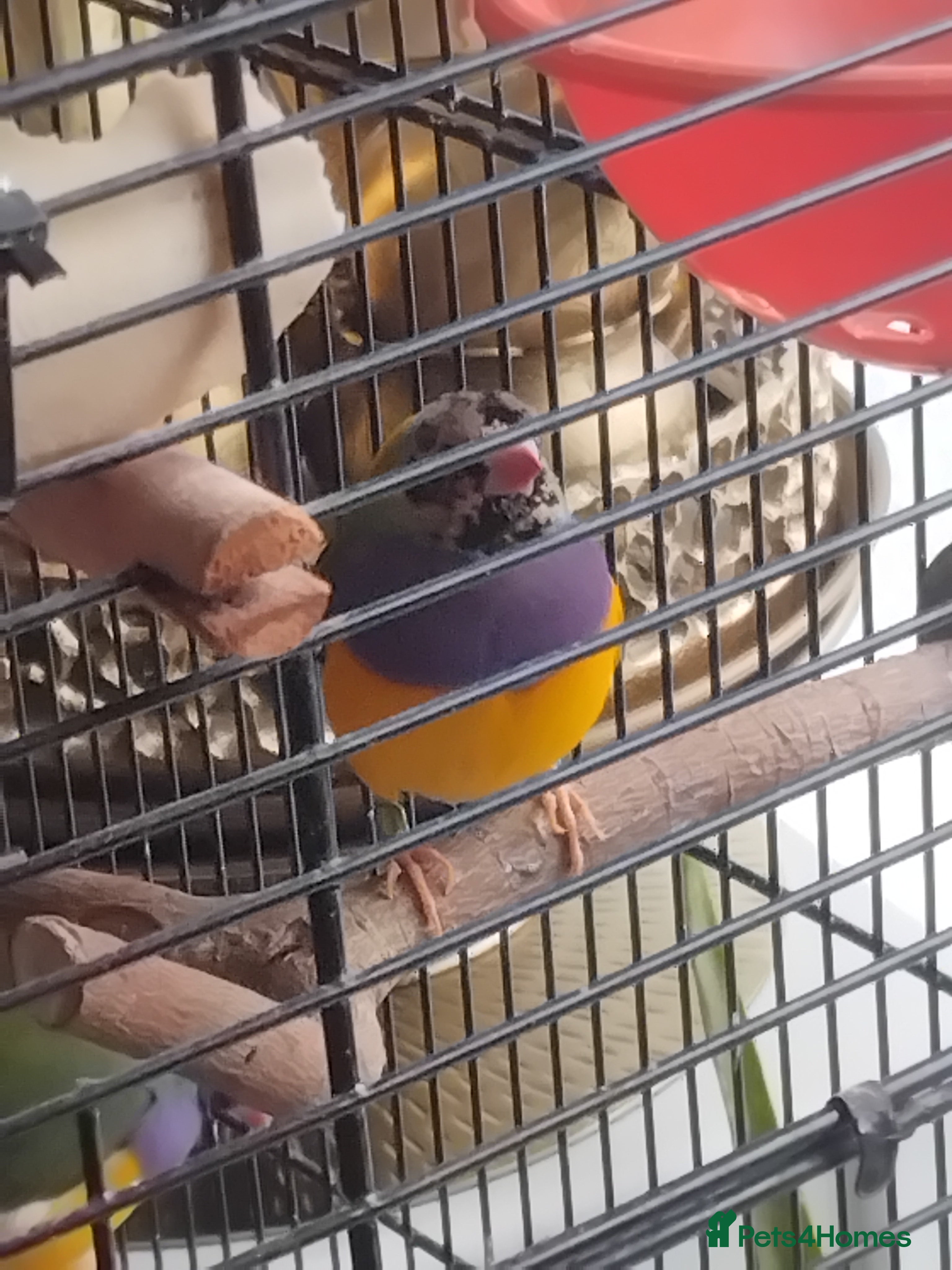 Finches birds Finches Bird/Gouldian/Owl finch - Advert 2