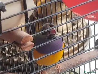 Finches birds Finches Bird/Gouldian/Owl finch - Advert 2