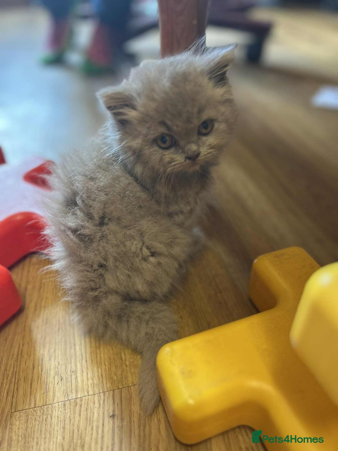 British Shorthair cats for sale: GCCF registered lilac kittens  - Image 4