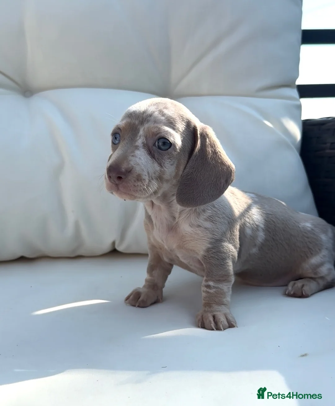 Miniature Dachshund dogs for sale: Reduced Miniature dachshund Isabella & tan - Advert 2