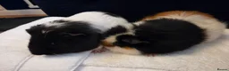 Guinea Pig rodents for sale: 2 year old male guinea pig pair in Knaresborough - Advert 2