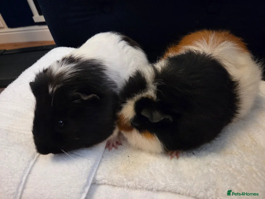Guinea Pig rodents for sale: 2 year old male guinea pig pair in Knaresborough - Advert 2