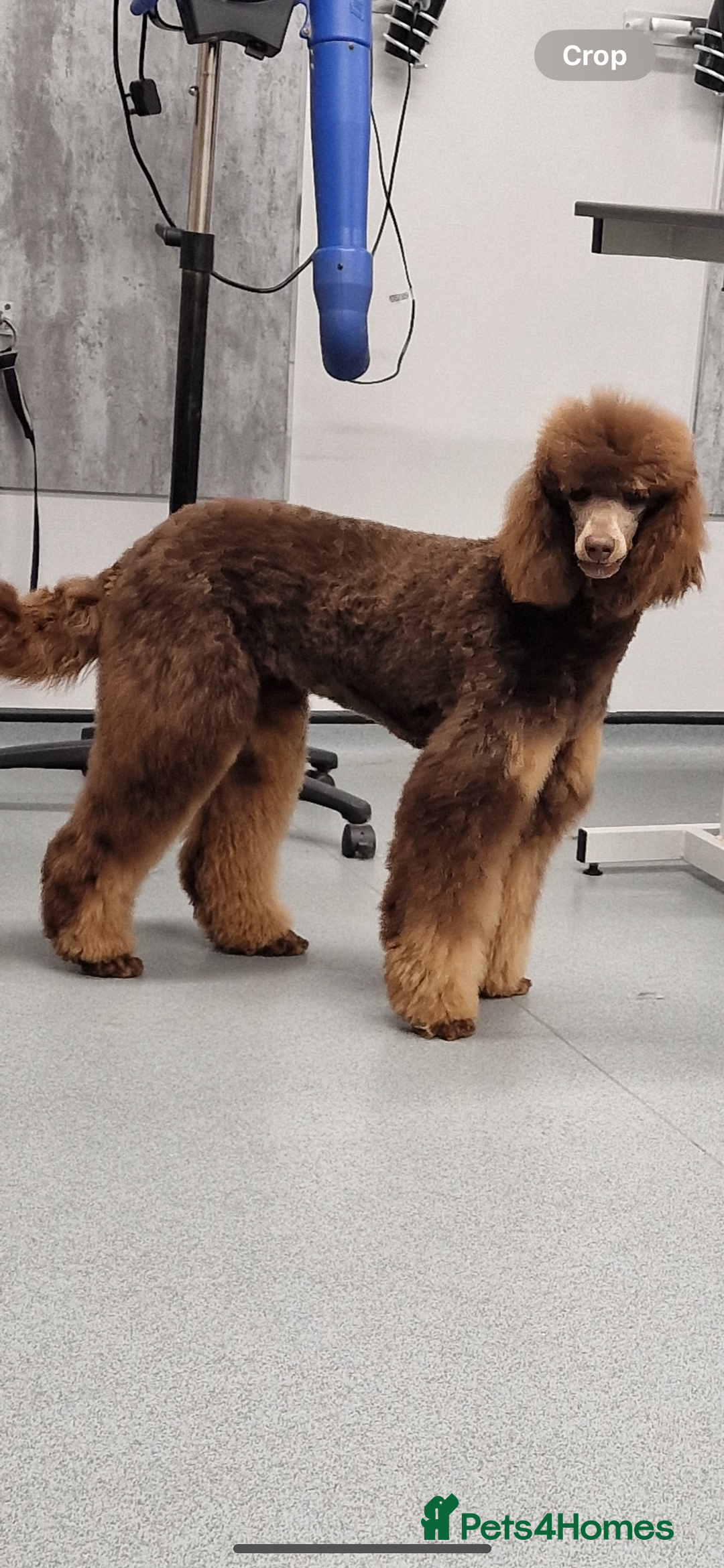 Bernedoodle dogs for sale: Health tested F1 tri bernedoodles last pup - Image 11