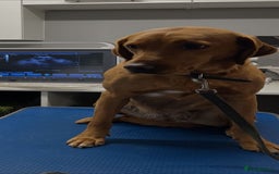 Labradoodle dogs for sale: F1 Toy / Miniature Labradoodles  - Advert 5