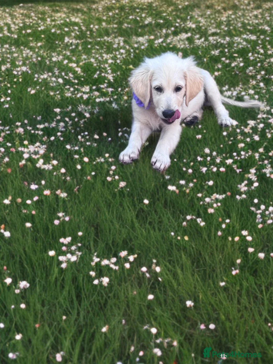 Golden Retriever dogs for sale: ❤️❤️❤️ Beautiful KC Golden Retriever puppies❤️❤️❤️ - Advert 2