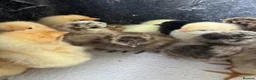 Chickens poultry for sale: Chicks recently hatched Silkies,Buffs & Leghorns  - Advert 4