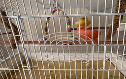 Canaries birds for sale: Male and female canary pair - Image 5