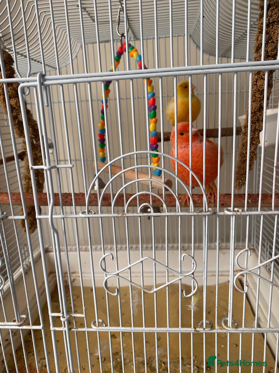 Canaries birds for sale: Male and female canary pair - Image 5