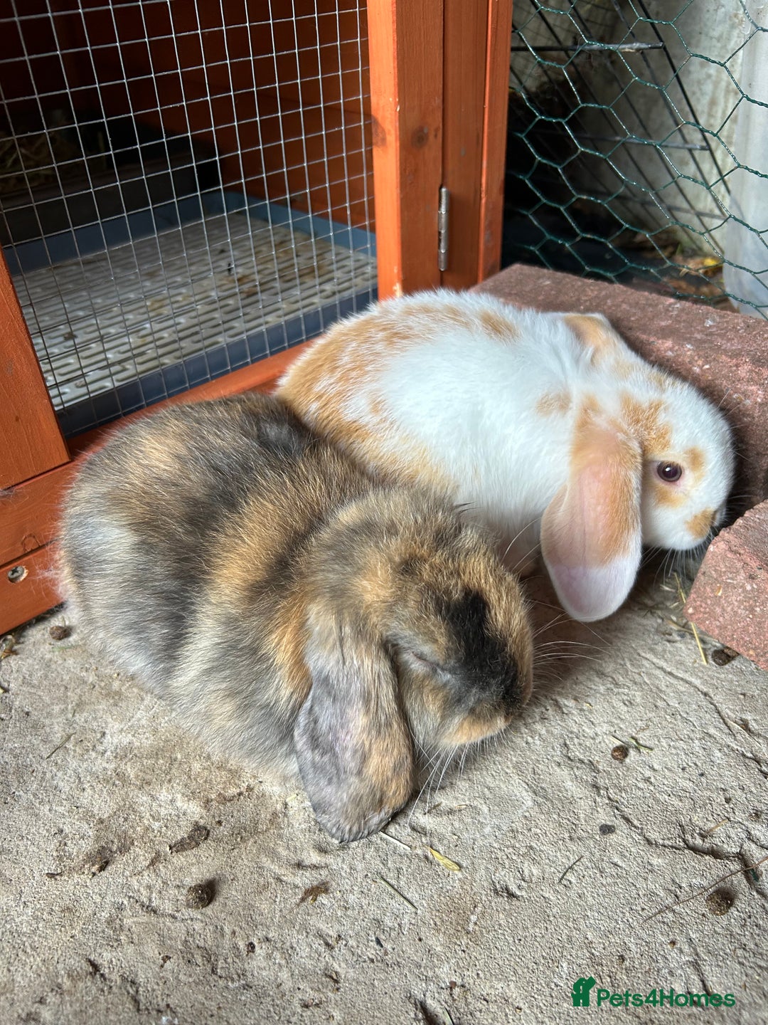 Mini Lop rabbits for sale: Gorgeous Mini lop baby rabbits - Image 5