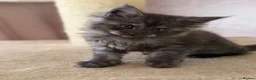 Maine Coon cats for sale: Tica registered black smoked male Maine coon - Advert 32